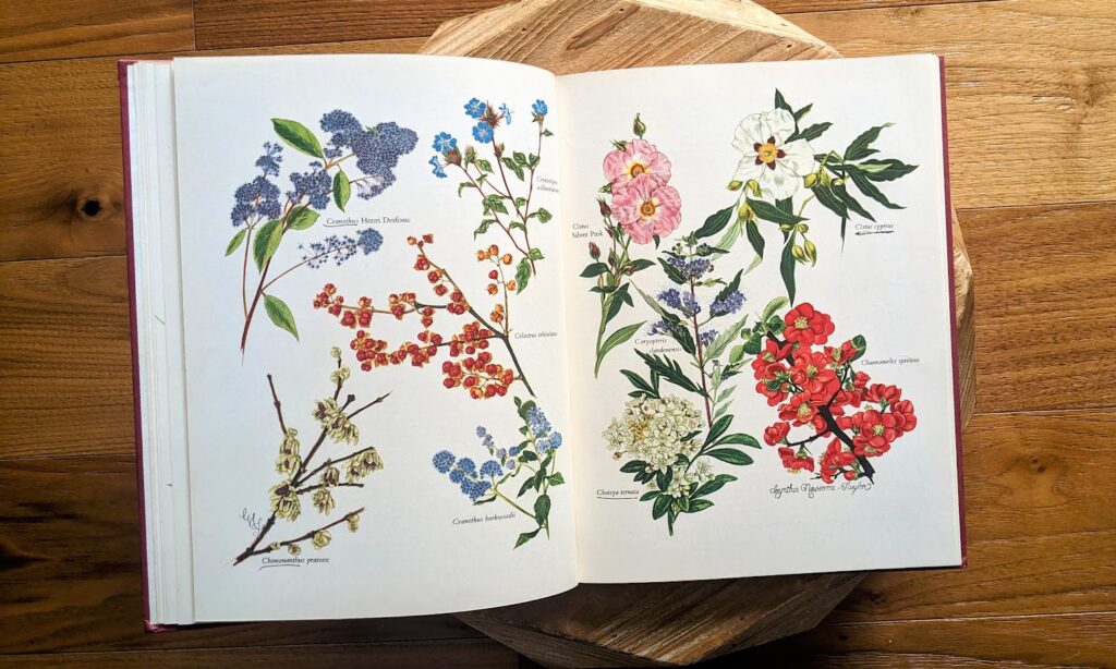 Watercolour drawing by Cynthia Newsome-Taylor in a 1966 First American Edition – Shrubs in Colour by A. G. L. Hellyer