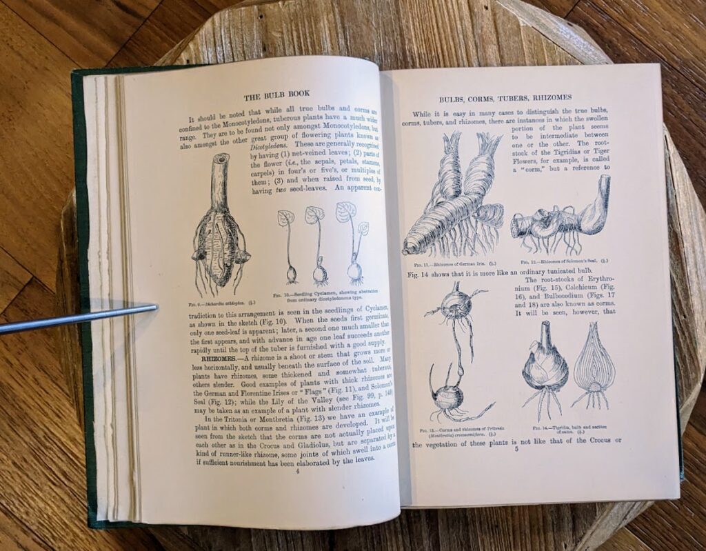 bulbs-corms-tubers-rhizomes - 1911 The Bulb Book by John Weathers - First Edition