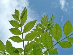 ash-leaves