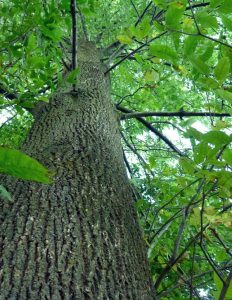 ash-tree