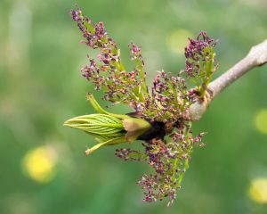 ash-tree=flower-buds