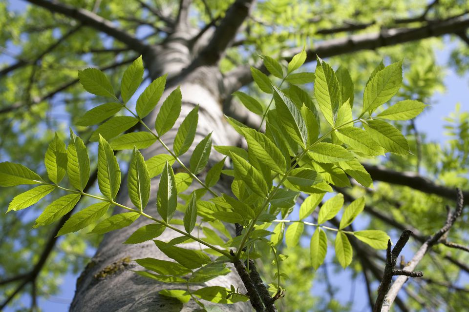 Ash tree