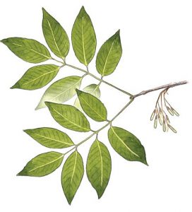 white-ash