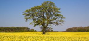 Ash tree in a yellow field