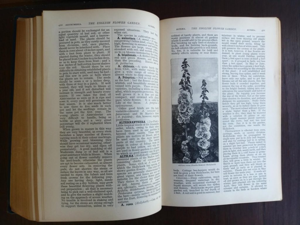 picture of hollyhock in the book English Flower Garden by W. Robinson 1913 twelfth edition