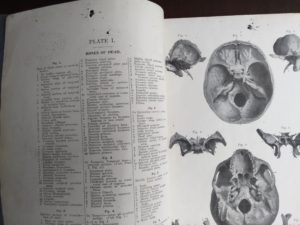 illustration inside a Vintage Anatomy Atlas of the Human Body Modern Medicine Publishing Company