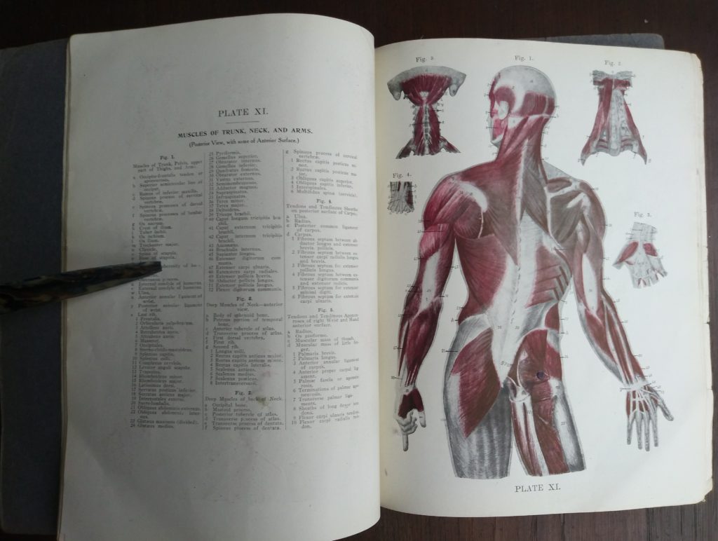 Vintage Anatomy Atlas of the Human Body ~ SOLD ~ | Ash Tree Books