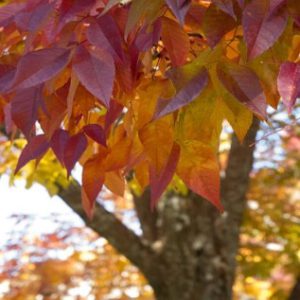 White-Ash-up-close