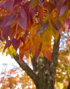 White-Ash-leaves-up-close
