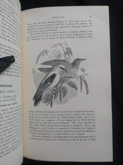1927 Manual of British Birds 3rd edition Howard Saunders and W. Eagle Clarke illustration on page 25