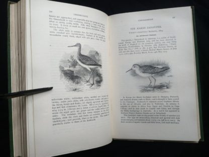 1927 Manual of British Birds 3rd edition Howard Saunders and W. Eagle Clarke illustration on page 590 and 591