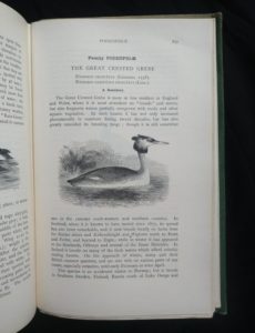 1927 Manual of British Birds 3rd edition Howard Saunders and W. Eagle Clarke illustration on page 759