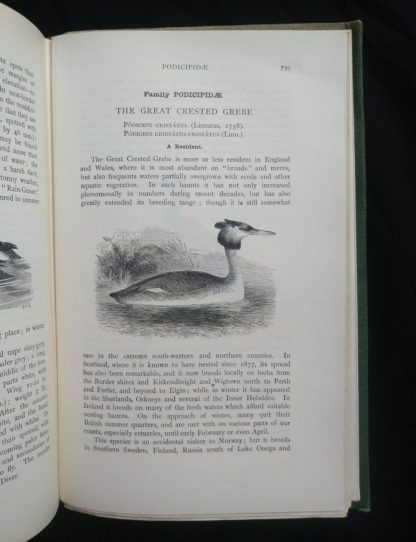 1927 Manual of British Birds 3rd edition Howard Saunders and W. Eagle Clarke illustration on page 759