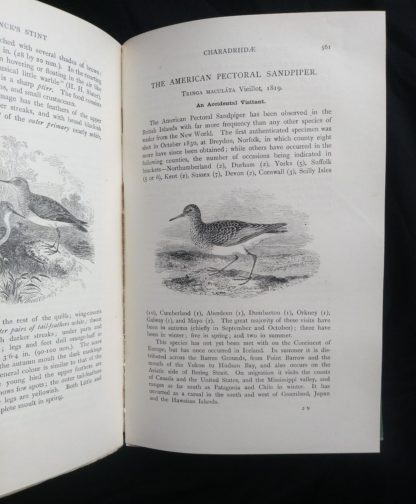 1927 Manual of British Birds 3rd edition Howard Saunders and W. Eagle Clarke page 561