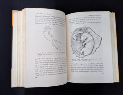 1954 First American Edition copy of The Natural History of Mammals by François Bourlière page 144 and 145