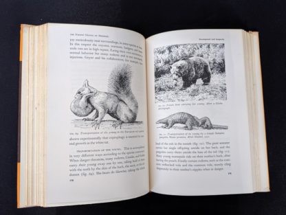 1954 First American Edition copy of The Natural History of Mammals by François Bourlière page 178 and 179