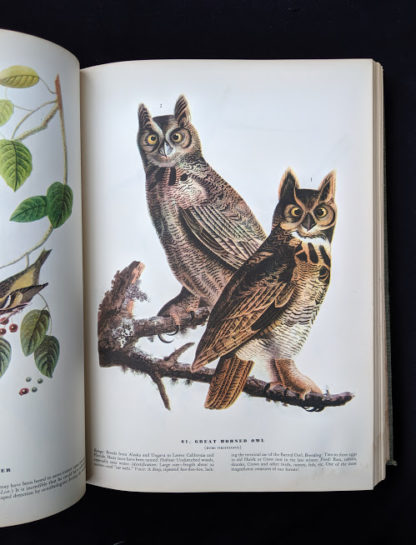 Great Horned owl in a 1937 First Edition copy of The Birds of America by John James Audubon
