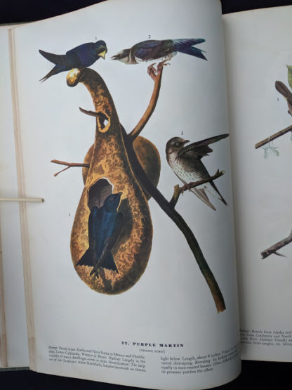 Purple Martin in a 1937 First Edition copy of The Birds of America by John James Audubon