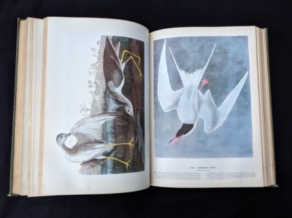 illustrated plates in a 1937 First Edition copy of The Birds of America by John James Audubon