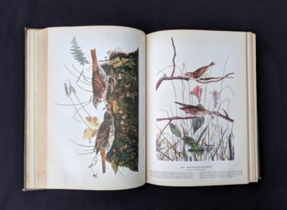 illustrated sparrows in a 1937 First Edition copy of The Birds of America by John James Audubon