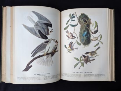 illustrated white tailed kite and chickadee in a 1937 First Edition copy of The Birds of America by John James Audubon
