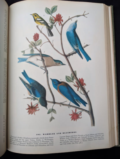 warbler and bluebirds in a 1937 First Edition copy of The Birds of America by John James Audubon