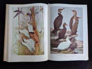 1936 copy of BIRDS OF AMERICA with 106 Color Plates published by Doubleday & Company - color plate 8 and 9