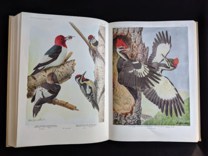 1936 copy of BIRDS OF AMERICA with 106 Color Plates published by Doubleday & Company - red headed woodpecker