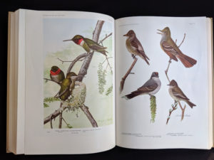 color plates inside a 1936 copy of BIRDS OF AMERICA with 106 Color Plates published by Doubleday & Company