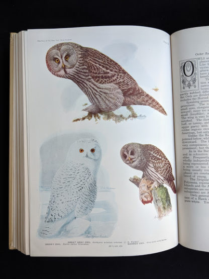 color plates of Owls in a 1936 copy of BIRDS OF AMERICA with 106 Color Plates published by Doubleday & Company