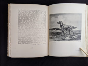 An Image of a Irish Setter in a 1936 First Edition copy of The Tree - The Centenary Book of the Ulster Society for the Prevention of Cruelty to Animals 1836-1936