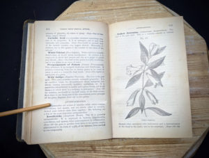 illustration of Yellow Jessamine - 1895 The Peoples Common Sense Medical Adviser by R.V. Pierce M.D.