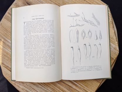 The Entodons - 1900 copy of Mosses with a Hand-Lens - A Non - Technical Handbook of the More Recognized Mosses of the North-Eastern United States - By A J Grout