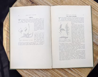 Thelia and Fern mosses - 1900 copy of Mosses with a Hand-Lens - A Non - Technical Handbook of the More Recognized Mosses of the North-Eastern United States - By A J Grout
