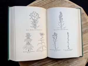 Sketches of wildflowers - 1939 Wild Flowers of the Northern States and Canada by Arthur Craig Quick