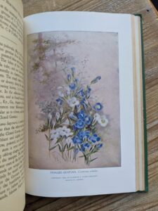 illustration of Fringed Gentian - Gentiana Crinita -1939 Wild Flowers of the Northern States and Canada by Arthur Craig Quick - First Edition