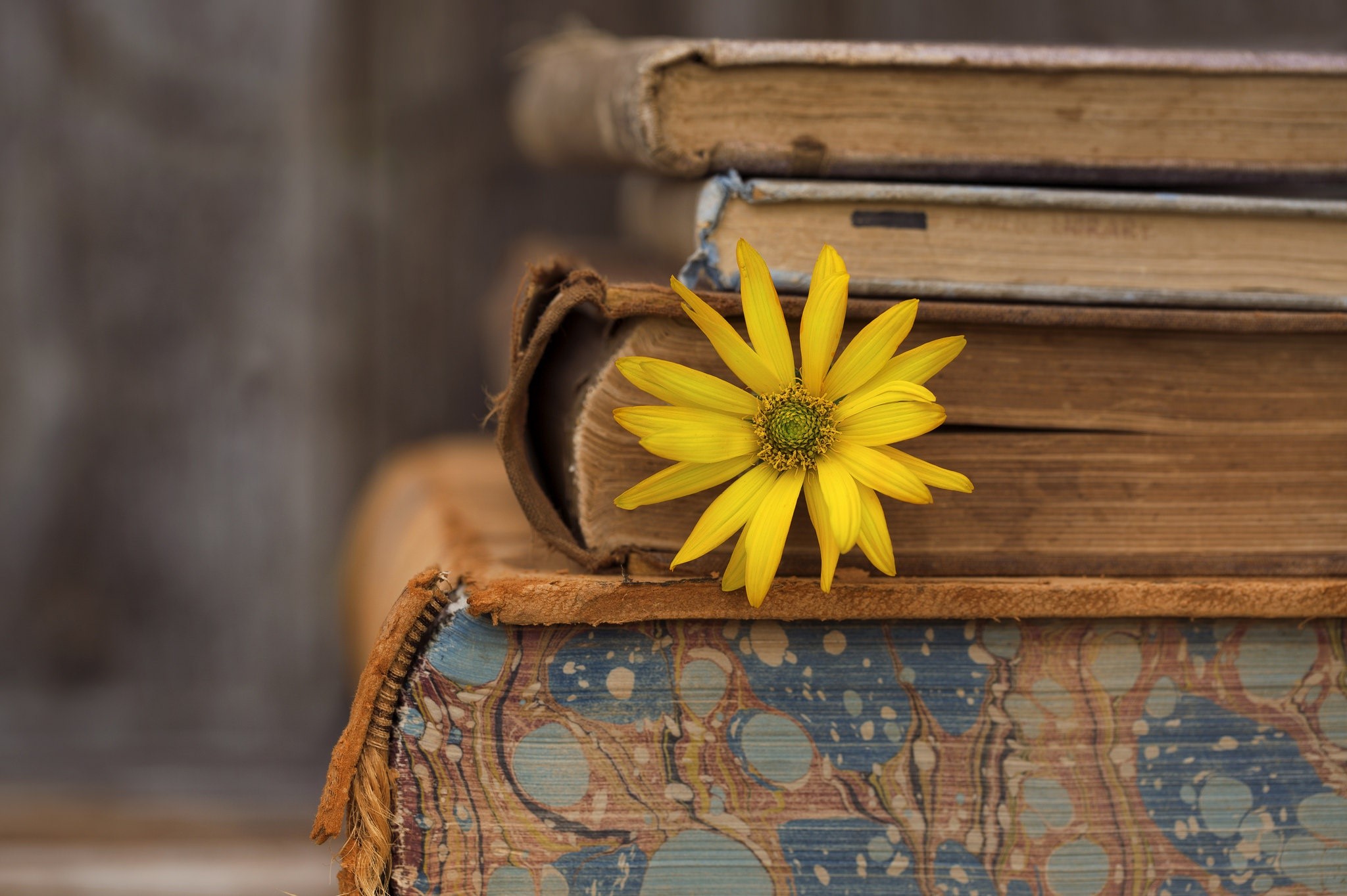 Old books with a yellow flower in the foot of the textblock
