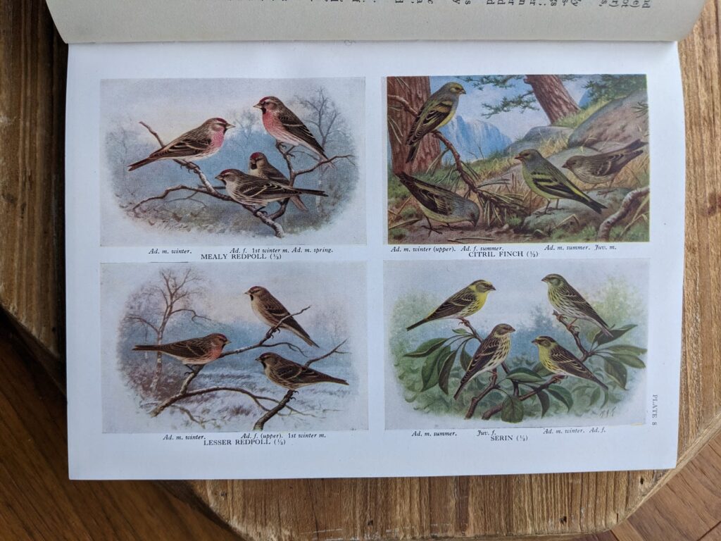 colour plate - 1949 The Handbook of British Birds - sixth impression - Volume 1 to 4