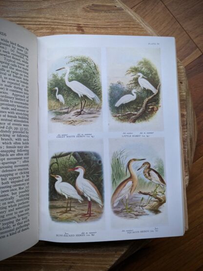 colour plate Heron - 1949 The Handbook of British Birds - sixth impression - Volume 1 to 4