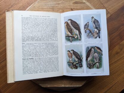 goshawk and sparrow-hawk - 1949 The Handbook of British Birds - sixth impression - Volume 1 to 4