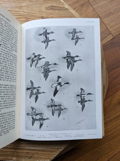 illustration of adult males and females of various ducks - 1949 The Handbook of British Birds - sixth impression - Volume 1 to 4
