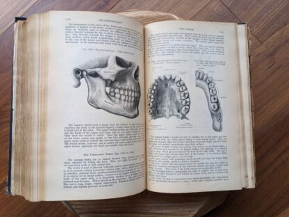 Spanchnology - the teeth - 1926 Gray's Anatomy - Descriptive and Applied - 23rd Edition - Longmans, Green and Co. Ltd.