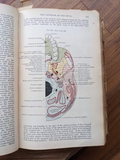 The exterior of the skull - 1926 Gray's Anatomy - Descriptive and Applied - 23rd Edition - Longmans, Green and Co. Ltd.