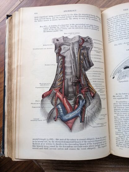 angiology - 1926 Gray's Anatomy - Descriptive and Applied - 23rd Edition - Longmans, Green and Co. Ltd.