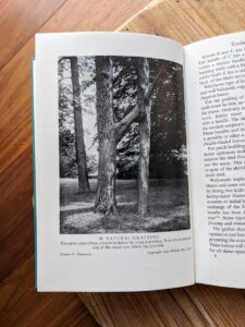 natural grafting - two pine trees - 1953 The Grafter's Handbook by R. J. Garner
