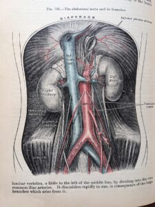 the abdominal aorta and its branches - 1926 Gray's Anatomy - Descriptive and Applied - 23rd Edition - Longmans, Green and Co. Ltd.