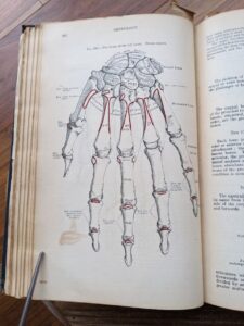 the bones of the left hand - 1926 Gray's Anatomy - Descriptive and Applied - 23rd Edition - Longmans, Green and Co. Ltd.