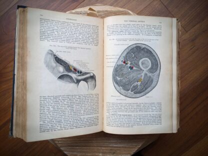 the femoral artery - 1926 Gray's Anatomy - Descriptive and Applied - 23rd Edition - Longmans, Green and Co. Ltd.