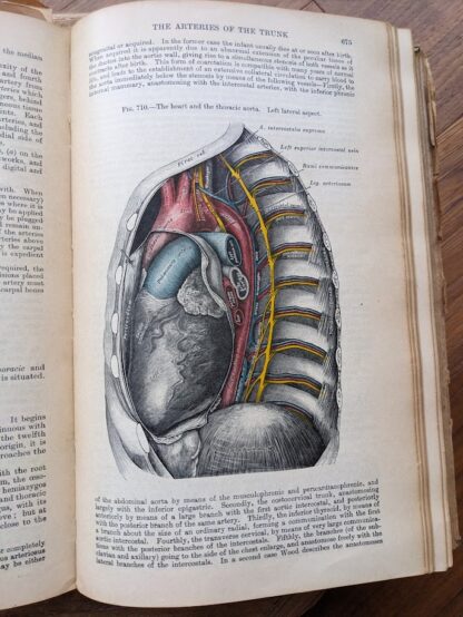 the heart and the thoracic aorta - 1926 Gray's Anatomy - Descriptive and Applied - 23rd Edition - Longmans, Green and Co. Ltd.