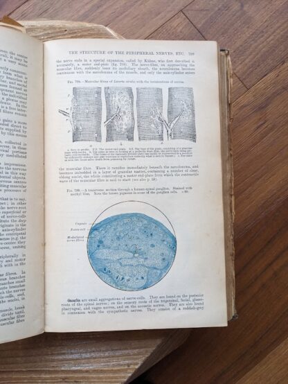 the structure of the peripheral nerves - 1926 Gray's Anatomy - Descriptive and Applied - 23rd Edition - Longmans, Green and Co. Ltd.